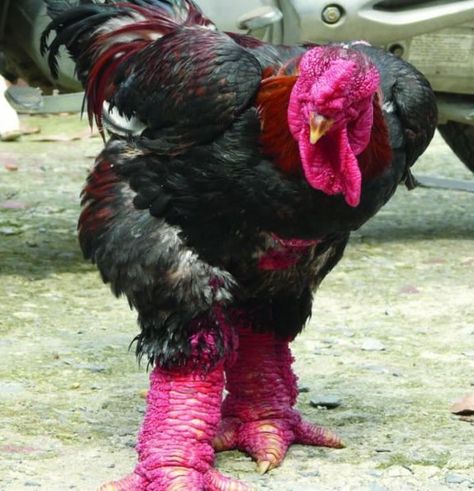 This Chicken is of a rare Vietnamese breed called the Dong Tao chicken, which is prized for its meat and leggy looks. A male adult with big feet could fetch hundreds of dollars. Image Source: Backyard Chickens Dragon Chicken, Life Reference, Fancy Chickens, Beautiful Chickens, Chickens And Roosters, Backyard Chickens, Chicken Breeds, Rare Animals, Funny Birds