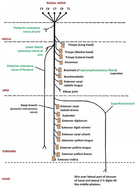 Blood Vessels Anatomy, Nerve Anatomy, Physical Therapy School, Radial Nerve, Human Muscle Anatomy, Ulnar Nerve, Gross Anatomy, Brain Surgeon, Medicine Notes