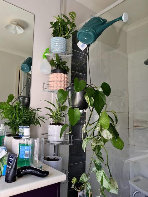 Shower Caddy Plant Holder, Laundry Hampers, Bathroom Items, Shower Caddy, Plant Collection, Laundry Hamper, Hanging Plants, Plant Holders, Plant Stand