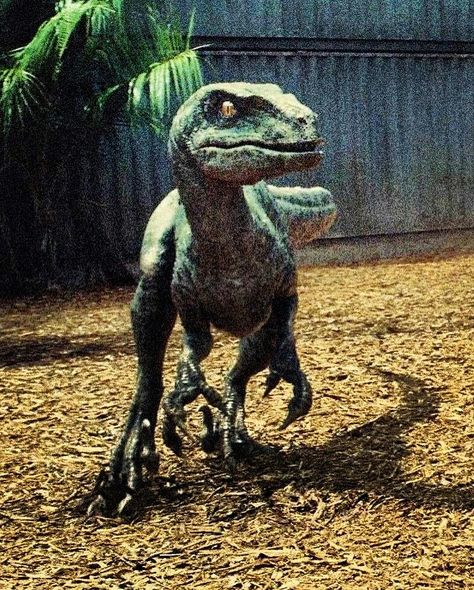 Dinosaur Movie, J Park, Jurassic Park Movie, Prehistoric Wildlife, Jurrasic Park, Jurassic World Fallen Kingdom, Dinosaur Pictures, Jurassic World Dinosaurs, Falling Kingdoms