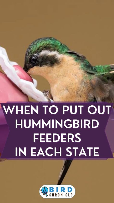 Regardless of the U.S. state you live in, it is essential to know when to best bring out your hummingbird feeders. The article in the link guides you on the best times when to put out hummingbird feeders in each state. Hummingbird Feeder Recipe, Hummingbird Garden Flowers, Homemade Hummingbird Food, Diy Hummingbird Feeder, Backyard Birds Watching, Backyard Birds Sanctuary, Backyard Birds Feeders, Hummingbird Food, Hummingbird Nests