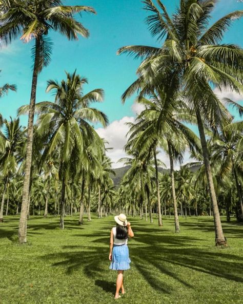 Abie 🦋 on Instagram: “Lost in a sea of coconut trees 🌴🌴🌴” Palm Tree Poses, Coconut Tree Photography, Palm Tree Photography, Debut Photoshoot, Palm Trees Wallpaper, Photoshoot Beach, Beach Inspo, Coconut Trees, Wedding Photoshoot Poses