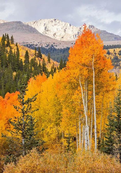 Guanella Pass fall colors with mountain in the background Autumn In Colorado, Aspen Trees In Fall, Fall Aspen Trees, Aspen Trees Photography, Fall Mountains, Church Backgrounds, Colorado Fall, Aspen Tree, Colorado Art