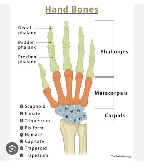 Hand Bone Anatomy, Radius Bone, Skeletal System Anatomy, Radius And Ulna, Hand Bones, Types Of Bones, Hand Anatomy, Anatomy Bones, Skeletal System