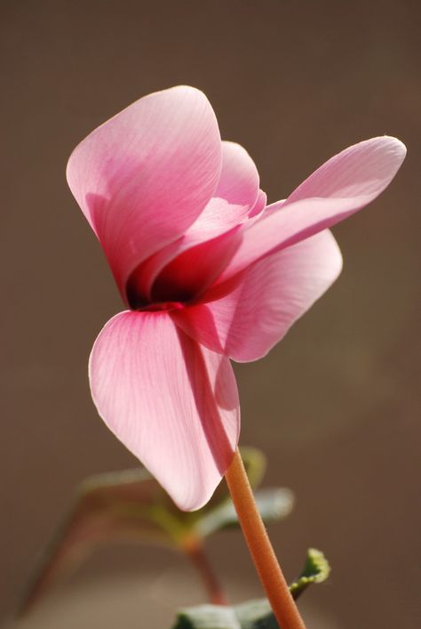 Free Images : blossom, flower, petal, red, botany, pink, flora, close up, cyclamen, macro photography, flowering plant, plant stem, land plant 2592x3872 - - 960334 - Free stock photos - PxHere Plant Stem, Flower Petal, Nature Images, Blossom Flower, Macro Photography, Botany, Free Photos, Free Stock Photos, Free Images