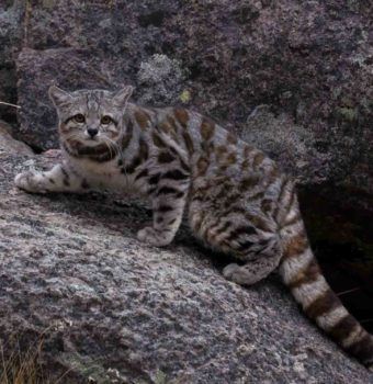 Learn more about the Andean cat–Wildlife Conservation Network Types Of Wild Cats, Wild Cat Species, Small Wild Cats, Cat Species, Wildlife Travel, Small Cat, Wildlife Conservation, Funny Animal Memes, Wild Life