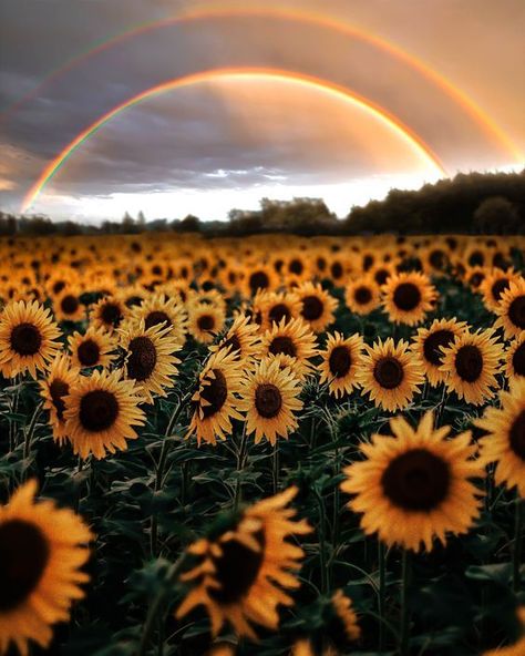 Pictures Of Sunflowers, Fairies Aesthetic, Field Wallpaper, Sunflowers Background, Sunflowers And Daisies, Sunflower Pictures, Beautiful Night Images, Sunflower Garden, Sunflower Wallpaper