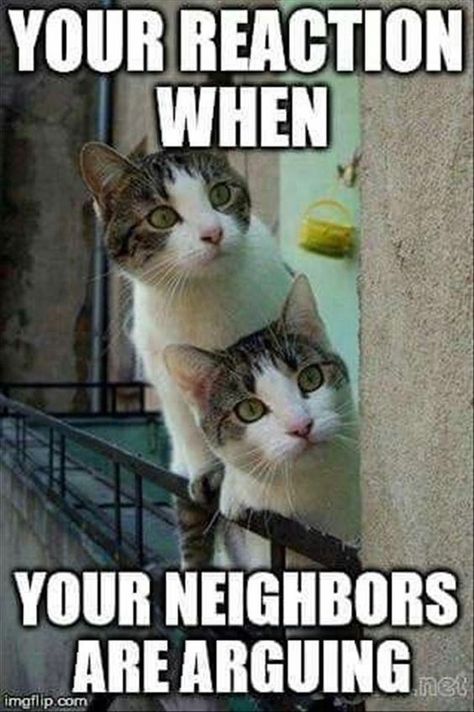 16 Cat Memes To Make Your Caturday Even Better - I Can Has Cheezburger? Cute Animal Memes, Akita Dog, Funny Animal Quotes, Funny Animal Jokes, Cat Quotes, Funny Cat Memes, Funny Cat Pictures, Funny Animal Memes, Animal Jokes