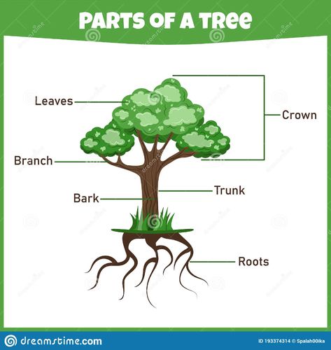 Illustration about Learning parts of a tree. Education worksheet. Activity page for study English. Isolated vector illustration. Cartoon style. Illustration of nature, roots, isolated - 193374314 Parts Of A Tree Worksheet, Parts Of A Tree, Tree Worksheet, Plants Worksheets, All About Me Worksheet, Tree Diagram, Continents And Oceans, Study English, The Giving Tree