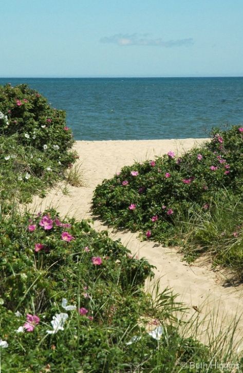 Beach path lined with Rugosa Roses.  Photo by Beth Higgins,  Beth Higgins Fine Art Photography  www.bethhiggins.com Beach Rose, Beach Roses, Beach Landscape Photography, Beach Path, Cape Cod Beaches, Ocean Scenes, Beach Landscape, Beach Living, Coastal Landscape