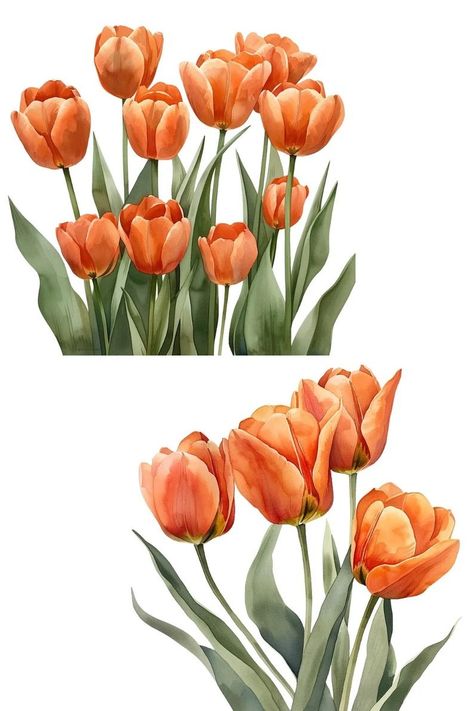 Orange Flower Watercolor, Tulips Clipart, Tulips Orange, Watercolor Templates, Tulip Clipart, Digital Wedding Invitations Templates, Watercolor Orange, Flower Graphics, Soft Pastels Drawing