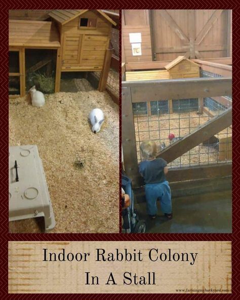 Rabbit Housing Ideas, Meat Rabbit Colony, Rabbit Colony Set Up, Rabbit Colony Ideas, Breeding Bunnies, Rabbit Colony, Raising Meat Rabbits, Rabbits For Meat, Rabbit Farming