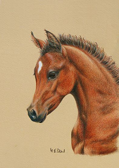 ZoomZoom by Margaret Dent Colored Pencil ~ 7" x 5" Arabian Horse Art, Realistic Animal Drawings, Horse Art Drawing, Colored Pencil Drawings, Horse Sketch, Colored Pencil Artwork, Horse Artwork, Equestrian Art, Your Drawing