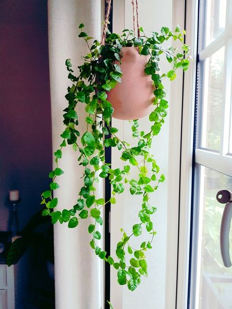 Ficus Pumila care, images and videos - ChooseYourPlant Ficus Climber, Creeping Fig Indoor, Ficus Pumila Wall, Ficus Elastica Tineke, Ficus Elastica Tineke Care, Creeping Fig, Ficus Pumila, Growing Vines, Orchid Bark