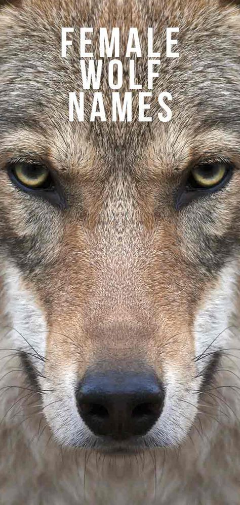 Female Wolf Names – The Ultimate List for a Strong and Beautiful Canine Wolf Names And Meanings, Names For Wolves, Huntress Names, Fantasy Pet Names, Nordic Female Names, Wolf Names Ideas, Names Meaning Wolf, Female Dog Names With Meaning, Strong Female Dog Names