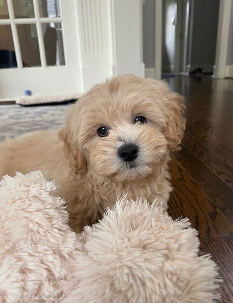 Maltipoo Full Grown Apricot, Maltipoo Full Grown, Cute White Dogs, Puppy Fever, Cute Little Puppies, Puppy Dogs, Little Puppies, White Dogs