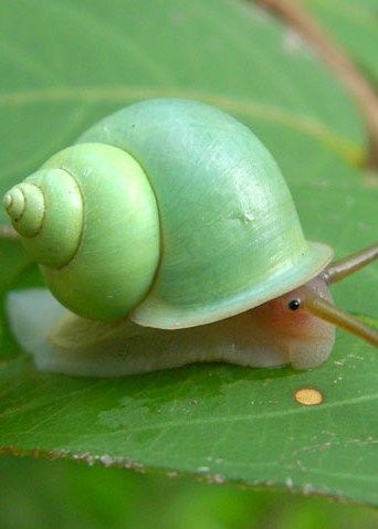 "When I was six I posted two snails through a neighbours letter box" - Hannah from UK  :O Molluscs, A Bug's Life, Creepy Crawlies, Bugs And Insects, Limes, Green Leaf, Green Aesthetic, Amphibians, Macro Photography