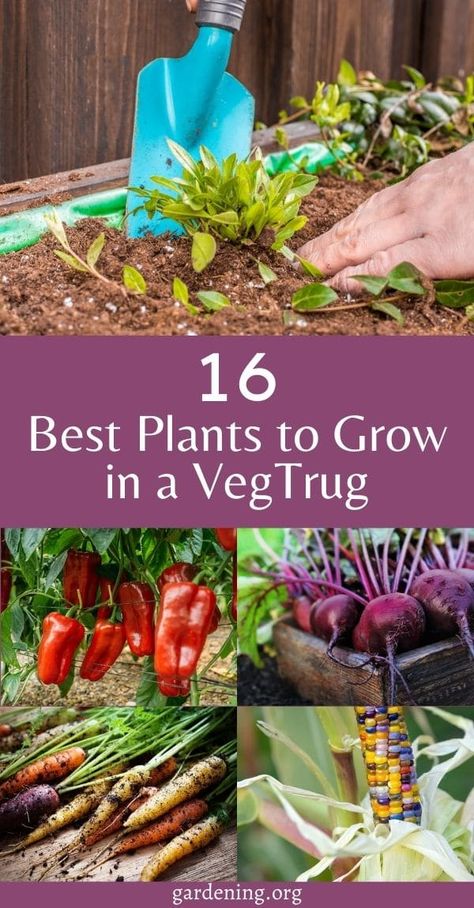 Vegtrug Planting Plans, Alaska Gardening, Veg Trug, Types Of Onions, Growing Corn, Pea Plant, Arch Trellis, Orange Brick, Planting Plan