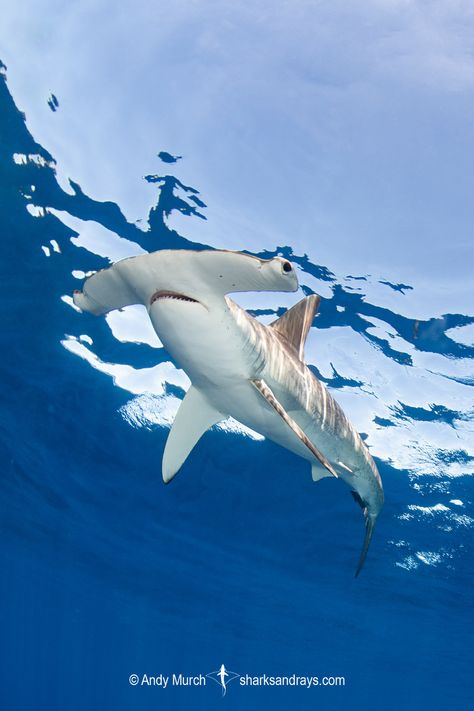 White Tip Shark, Shark Photography, Silly Shark, Hammerhead Sharks, Sea Shark, Save The Sharks, Shark Conservation, Shark Facts, Shark Photos