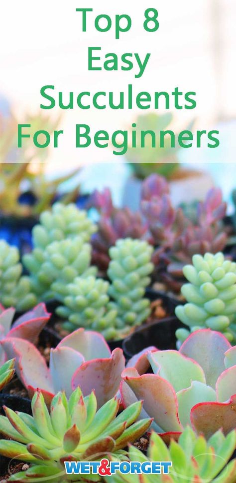 Best Soil For Succulents, Care For Succulents, Propagate Succulents From Leaves, Succulent Potting Mix, How To Water Succulents, Succulent Garden Indoor, Succulent Garden Diy, Propagating Succulents, Types Of Succulents