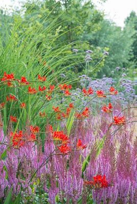 Great Companion Plants for Your Crocosmia Crocosmia Lucifer, Pacific Northwest Garden, Butterfly Garden Plants, Perennial Grasses, Herbaceous Border, Farmhouse Landscaping, Front Landscaping, English Cottage Garden, Bee Garden