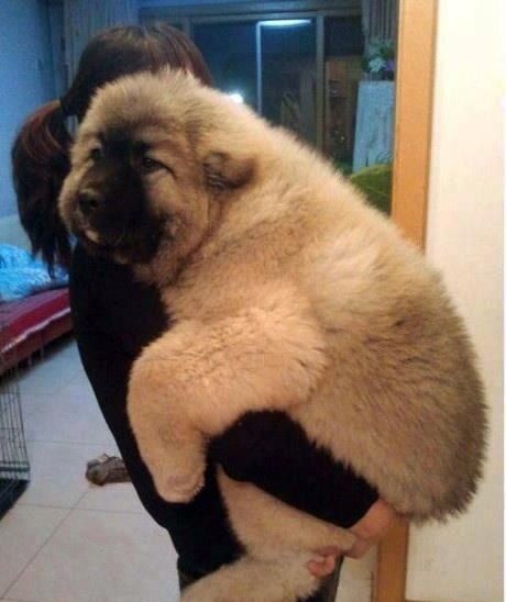 I got You need this fluffy hugger.! We Know What Puppy You Want Based On The Kitten You Pick Caucasian Shepherd Puppy, Russian Bear Dog, Caucasian Shepherd Dog, Big Fluffy Dogs, Teddy Bear Puppies, Huge Dogs, Terra Nova, Giant Dogs, Bear Dog