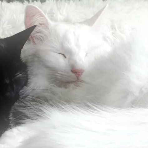 cats black and white matching icons
#matching #matchingicons #cats #caticon #couple #pfp #profile #blackandwhite Black Cat And White Cat Together, Matching Pfp White And Black, Matching Plushie Pfp, Four Pfp Matching, Matching Pfp Black And White Couple, Black X White Matching Pfp, Gray Matching Pfp, White Cat Matching Pfp, Matching Cat Icons