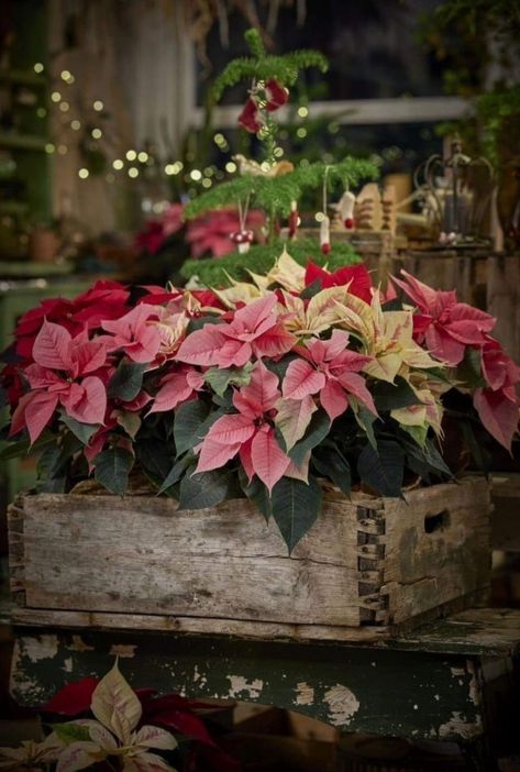 Raindrops and Roses Raindrops And Roses, Rustic Christmas Decor, Twinkly Lights, Christmas Pots, Montezuma, Festive Holiday Decor, Holiday Floral, Decor Wallpaper, Festive Look