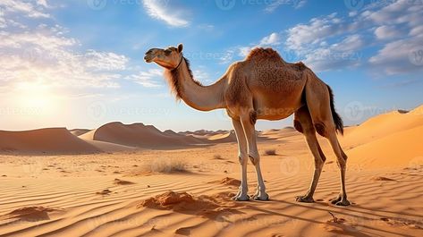 A Camel's Graceful Journey Through the Desert. Generative A Desert Pictures, Mother Photos, Tree Saw, Cityscape Photos, Logo Banners, Heart With Arrow, Marketing Design, Custom Illustration, Custom Branding