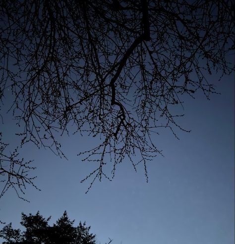 #night #trees #dusk #twilight #nature #aesthetic Dusk Aesthetic, Twilight Nature, Night Trees, Bare Tree, Nature Aesthetic, Trees, Nature