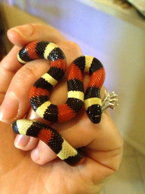 Pueblan Milk Snake. I use to have one of these when I was little. Snake Breeds, Baby Ball Python, Snakes For Sale, Snake Birthday, Milk Snake, Baby Snakes, Cool Snakes, Pretty Snakes, Reptile Room