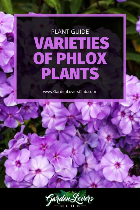 Phlox is a lovely plant that can be grown as an annual or a perennial. It is a member of the Polemoniaceae family, and it comes in more than 50 different varieties. Heirloom Flowers, Flox Flower, Garden Phlox Perennials, Phlox Companion Plants, Garden Phlox In Landscape, Phlox Flower Perennial Plant Landscape, Phlox Flower Perennial Plant, Tall Phlox Flower Perennial Plant, Phlox Paniculata Blue Paradise