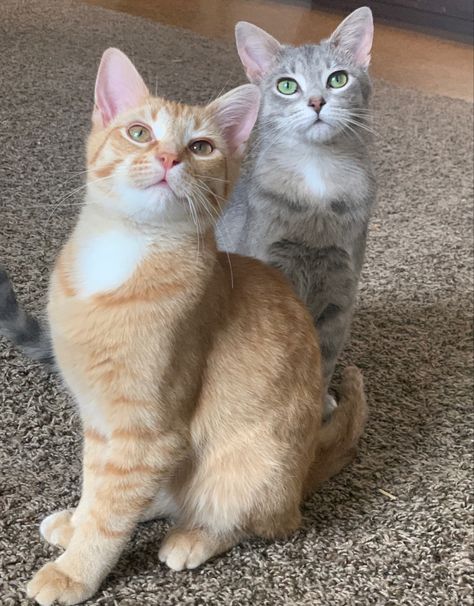 White And Grey Tabby Cat, Grey Calico Cat, Grey And Orange Cat, Tabby Cat Grey, Cat Besties, Cat Siblings, Ship Poses, Wcue Inspiration, White Tabby Cat