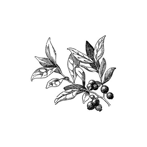 Huckleberry Clipart ❤ liked on Polyvore featuring drawings Huckleberry Branch Tattoo, Huckleberry Drawing, Huckleberry Tattoo, Branch Tattoo, Human Canvas, Botanical Tattoo, Old Tattoos, Nature Tattoos, Art Clay