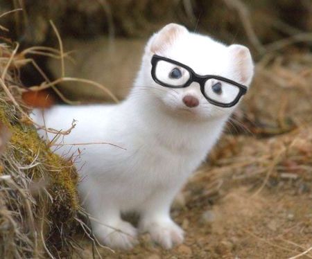 Animals In Glasses, Animals Wearing Glasses, Animals With Glasses, Glasses Pfp, Sanrio Pfp, Funny Ferrets, A Ferret, Hello Kitty Bow, Cute Ferrets