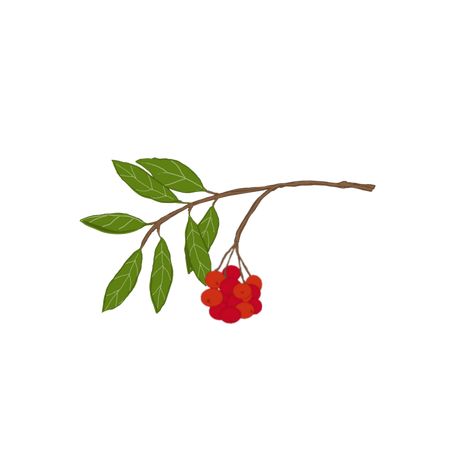 Rowan tree branch with berries that I desgined. 2021. Rowan Tree Branch Tattoo, Rowan Berry Tattoo, Rowan Berries, Rowan Tree Tattoo, Tree Branch Tattoo, Branch Tattoo, Rowan Tree, Tree Tattoo, Tree Branches