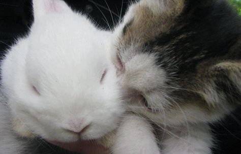 cat kissing a bunny !!!! Help Yourself, Love Quotes Wallpaper, Cat Icon, Helping Hand, Silly Animals, Silly Cats, Animals Friends, Animal Pictures