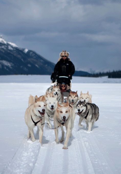 Puppies Husky, Dog Sled, Sled Dogs, Husky Puppies, Sled Dog, Dog Stroller, Cute Dog Pictures, Snowy Owl, Dog Wallpaper