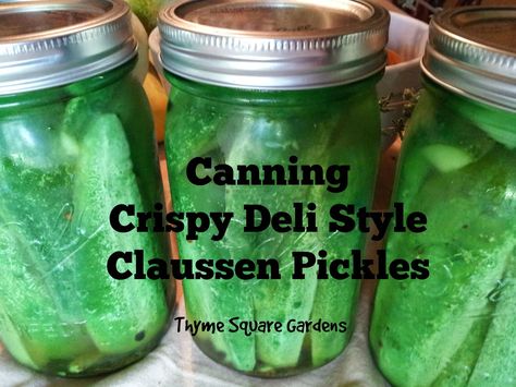 Growing Pickling Cucumbers, Deli Pickles Recipe, Crispy Dill Pickles, Claussen Pickles, Crispy Pickles Recipe, Dill Pickle Recipe, Canning Fruit, Canning Pickles, Canned Food Storage