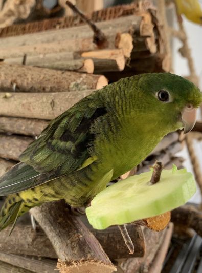 Other name: Toui catherine Scientific name: Bolborhynchus lineola The Perruche Catherine, or Toui Catherine, is a small psittacid with a nice green plumage. This bird is considered easy to tame, especially because of the sweetness of its temperament. Budgie Diet, Budgie Care, Baby Parakeets, Parakeet Care, Parakeet Food, Ring Necked Parakeet, Monk Parakeet, Budgies Bird, Budgie Parakeet