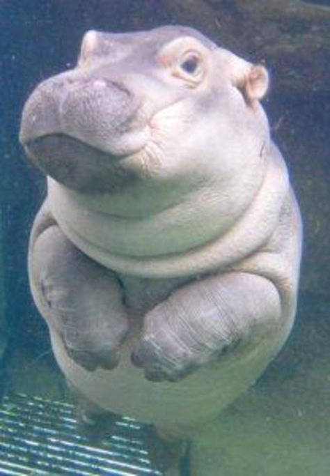 Kuda Nil, Fiona The Hippo, Iphone Collection, Zoo Pictures, Hungry Hungry Hippos, Noah Ark, Photos To Paint, Hippopotamus For Christmas, Cincinnati Zoo