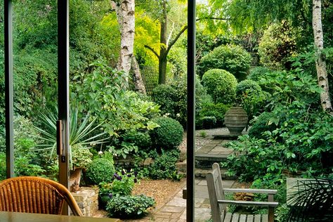 Small Woodland Garden, Small Jungle Garden Ideas, Garden Ideas Uk, Garden Uk, Shade Garden Design, Small Front Gardens, Ferns Garden, Small Courtyard Gardens, Jungle Gardens