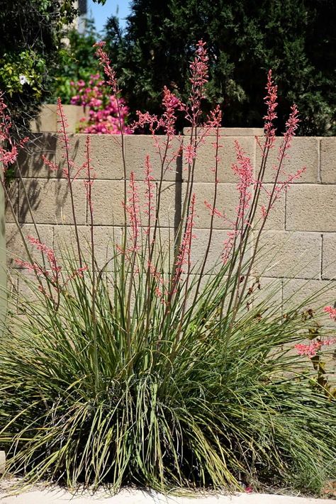 Hesperaloe parviflora = Red Yucca Drought Resistant Plants, Flower Spike, Agaves, Beach Gardens, Desert Plants, Outdoor Retreat, Landscaping Plants, Growing Food, Types Of Soil