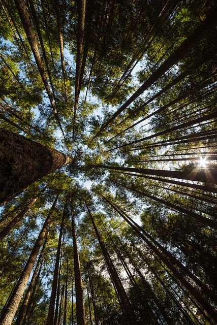 ~~Skyscrape looking up through the trees, Tiger Mountain, Issaquah, Washington by John Westrock~~ Tiger Mountain, Issaquah Washington, Perjalanan Kota, Forest Bathing, Instagram Prints, Orange Aesthetic, Tree Photography, Photography Wallpaper, Jolie Photo