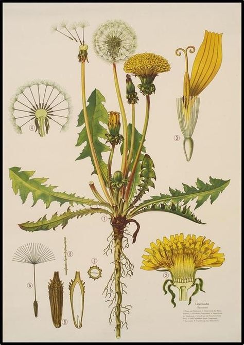 Homemade Dandelion Tincture | Deep Roots at Home Dandelion Tea, Illustration Kunst, Illustration Botanique, Vintage Botanical Prints, Botanical Painting, Scientific Illustration, Illustration Vintage, Art Et Illustration, Plants And Flowers