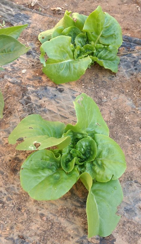 With a recent heat wave passing, I give a list of some of the vegetables that not only survived it, but thrived. Buttercrunch Lettuce, Vegetables To Grow, Lettuce Seeds, Growing Lettuce, 2 Brothers, Hydroponics System, Companion Planting, Summer Heat, Planting Seeds