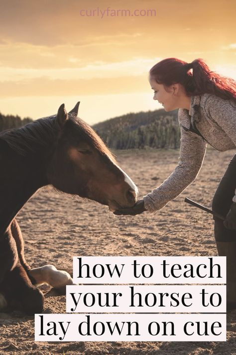 How to train a horse to lay down on command - a difficult trick that most horses can learn with careful trick training. Training A Horse, How To Train A Horse, Horse Tricks Training, Horse Tricks, Horse Trick Riding, Tricks To Teach Your Horse, Easy Tricks To Teach Your Horse, How To Teach Your Horse To Lay Down, Horse Stuff