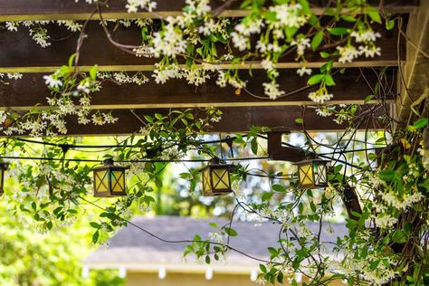 How Do I Train Jasmine to Climb a Pergola? Plant Inside House, Jasmine Vine, Jasmine Plant, Virginia Creeper, Inside House, Star Jasmine, Short Plants, Building A Pergola, Wood Pergola