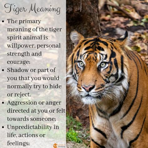 Common symbolism for the tiger is: Spirit Animal Tiger Meaning, Tiger Symbolism Meaning, Tiger Spiritual Meaning, Spirit Animal Tiger, Tiger Meaning, Tiger Symbolism, Lion Symbolism, Tiger Tattoo Meaning, Tiger Symbol