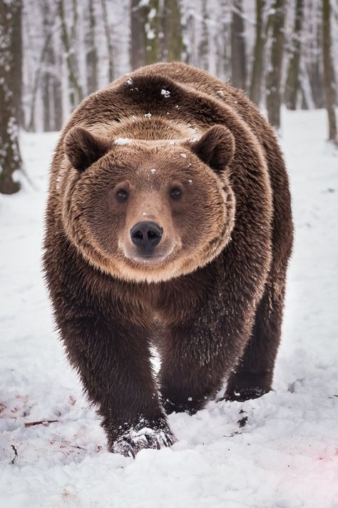 Happy Teddy Dangerous Animals, Funny Bears, Bear Cubs, Grizzly Bear, 인물 사진, Animal Photo, Nature Animals, Brown Bear, 귀여운 동물